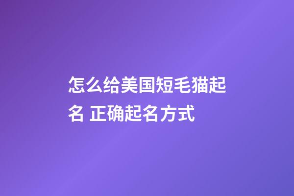 怎么给美国短毛猫起名 正确起名方式